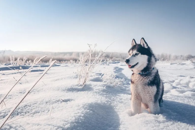 Siberian best sale husky gear